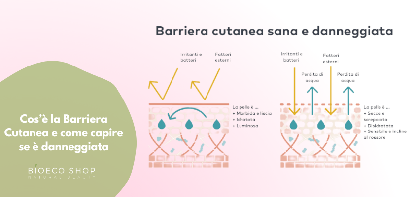 barriera cutanea sana e nbarriera cutanea alterata barriera cutanea sana e nbarriera cutanea alterata