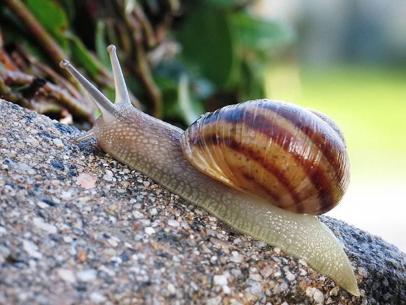 HELIX ASPERSA MULLER
